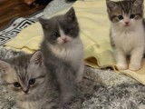 Chatons British bleu et golden