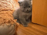 Chatons British bleu et golden