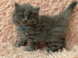 Chatons British Longhair
