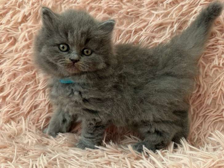 Chatons British Longhair