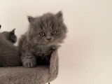 Chatons British Longhair