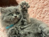 Chatons British Longhair