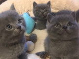 Chatons British shortair