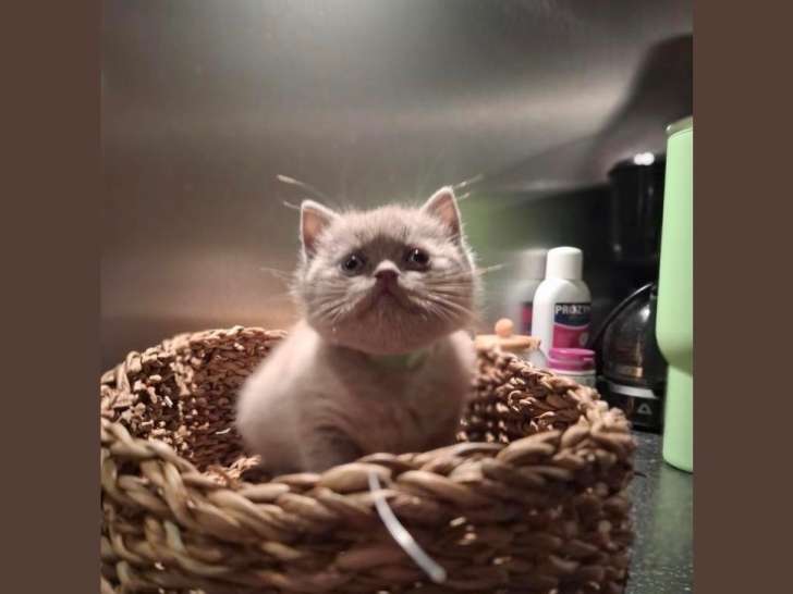 Chatons British shortair Lilac et bleu