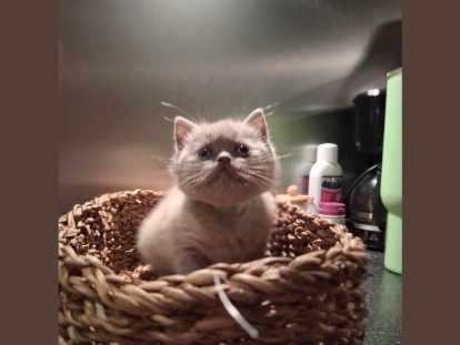 Chatons British shortair Lilac et bleu