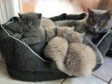 Chatons British shortair Lilac et bleu