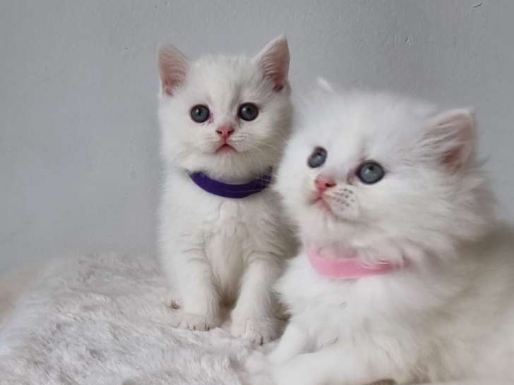 Chatons British shortair blanc et bleu tabby