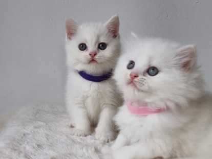 Chatons British shortair blanc et bleu tabby