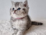 Chatons British shortair blanc et bleu tabby