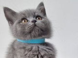 Chatons British shortair bluepoint  et bleu tabby