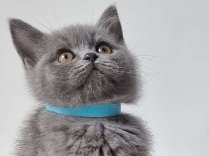 Chatons British shortair bluepoint et bleu tabby