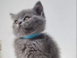 Chatons British shortair bluepoint et bleu tabby