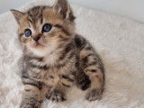 Chatons British shortair bluepoint et bleu tabby