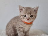 Chatons British shortair bluepoint et bleu tabby