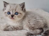 Chatons British shortair bluepoint et bleu tabby