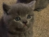 Chatons British shortair bluepoint et bleu tabby