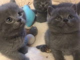 Chatons British shortair bluepoint et bleu tabby