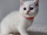 Chatons British shortair blue et blanc