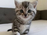 Chatons British shortair blue et bleu tabby