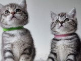 Chatons British shortair blue et bleu tabby