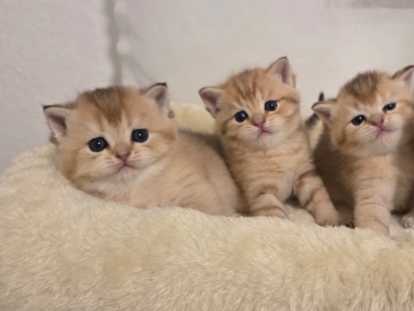 Chatons British shortair golden creme