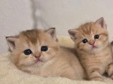 Chatons British shortair golden creme