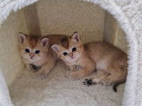Chatons British shortair golden creme