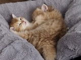 Chatons British shortair golden creme