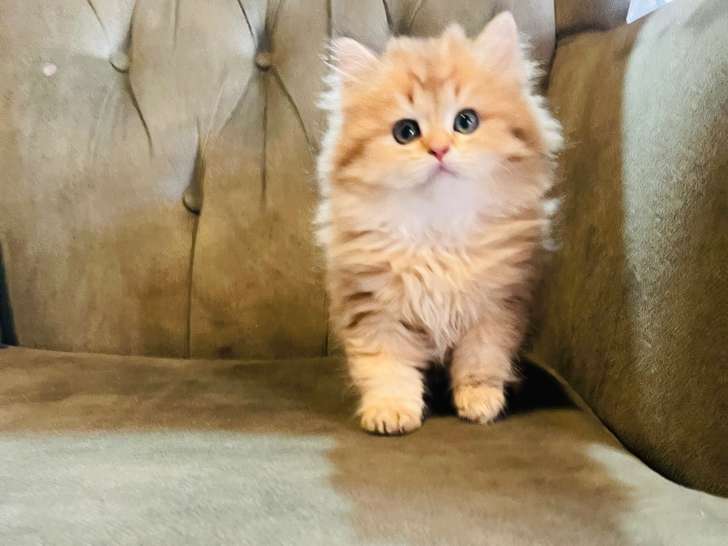 Chatons British shortair et un Longhair golden golden creme