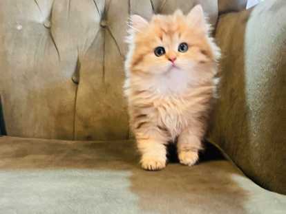 Chatons British shortair et un Longhair golden golden creme