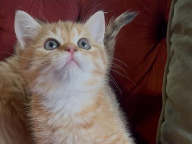 Chatons British shortair couleur golden