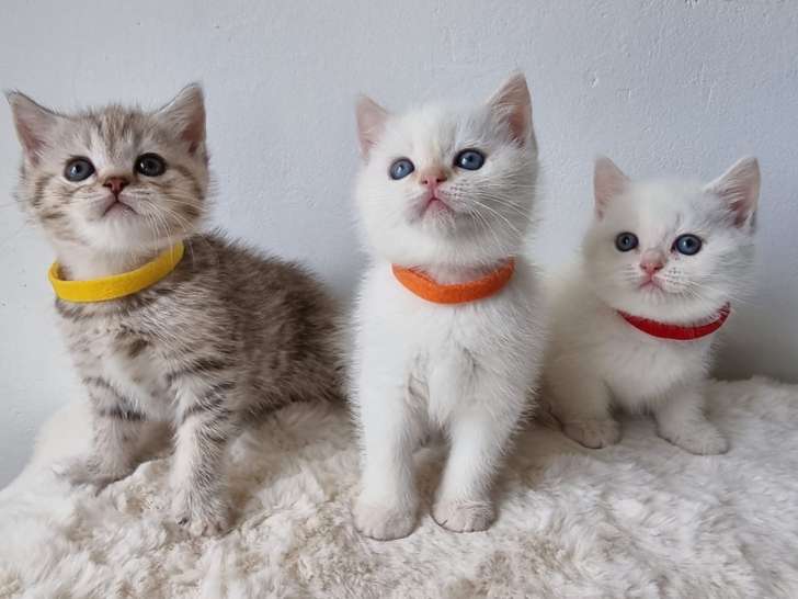 Chatons British shortair bluepoint