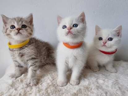 Chatons British shortair bluepoint