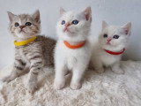 Chatons British shortair bluepoint