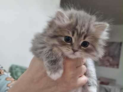 Chatons British Longhair