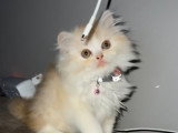 Chatons British Longhair