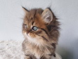 Chatons British Longhair