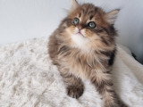 Chatons British Longhair