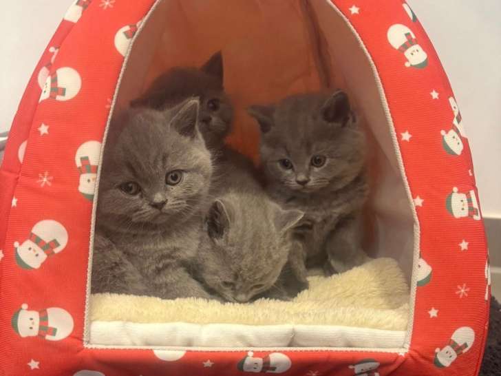 Chatons British shortair
