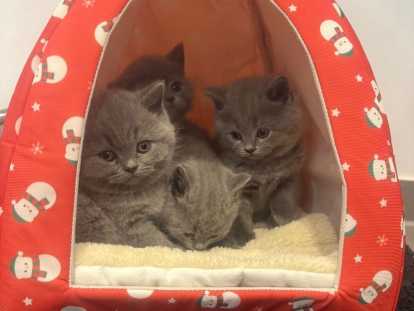 Chatons British shortair