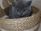 Chatons British shortair