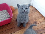 Chatons British shortair