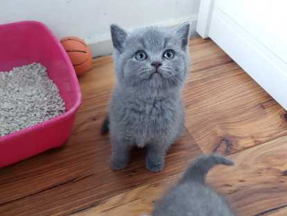 Chatons British shortair