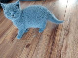 Chatons British shortair bleu et bluepoint