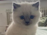 Chatons British shortair bleu et bluepoint