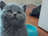 Chatons British shortair bleu