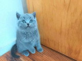 Chatons British shortair bleu