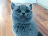 Chatons British shortair bleu