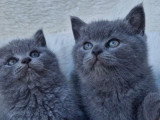 Chatons British shortair bleu