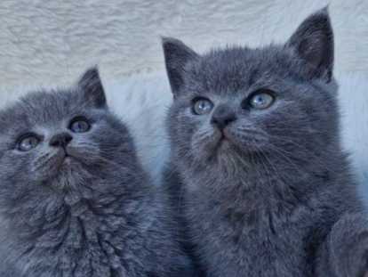Chatons British shortair bleu